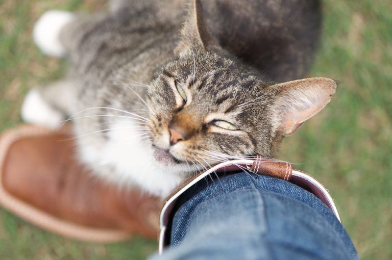 What Does It Mean When Cats Rub Against You