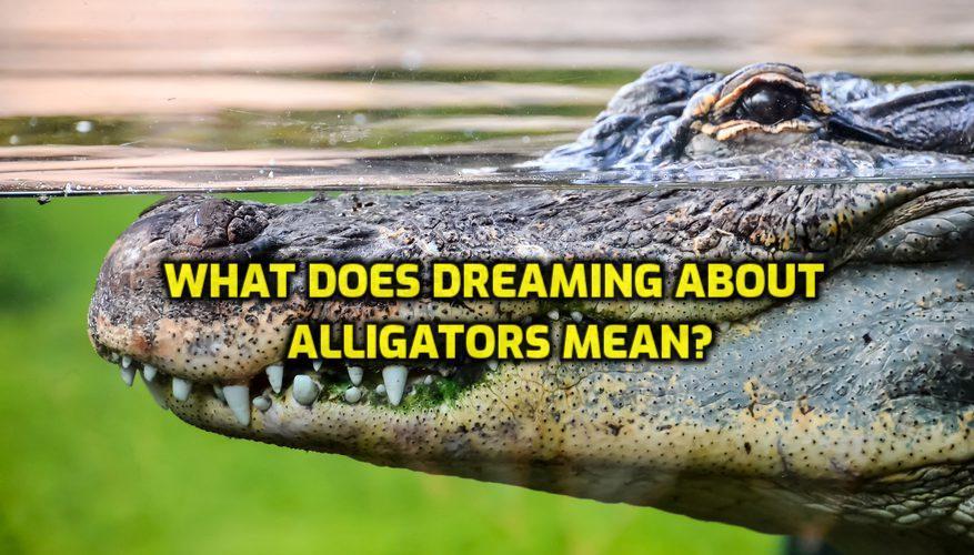 What Does An Alligator In Your Dream Mean at Abbey Law blog