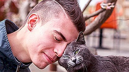 why-do-cats-rub-against-you