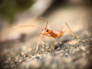 Why are ants attracted to my car? - Trulyrichmom.com