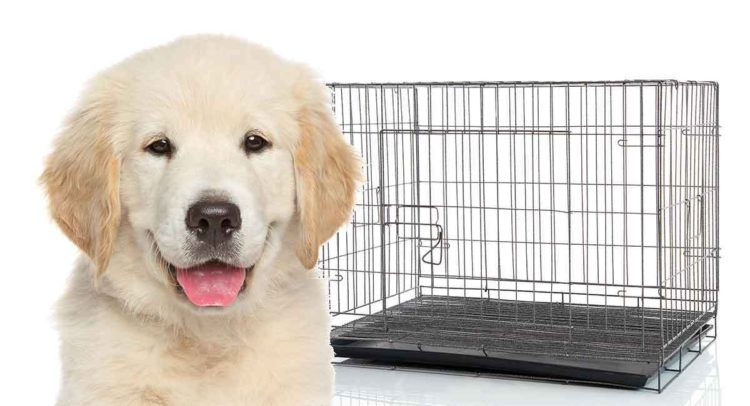 dog keep peeing in crate