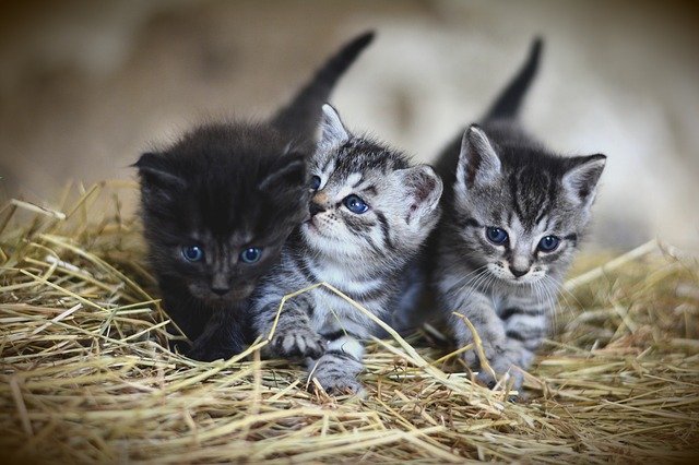 Dreaming of Kittens? Discover 22 Meanings and Symbolism of Cats and