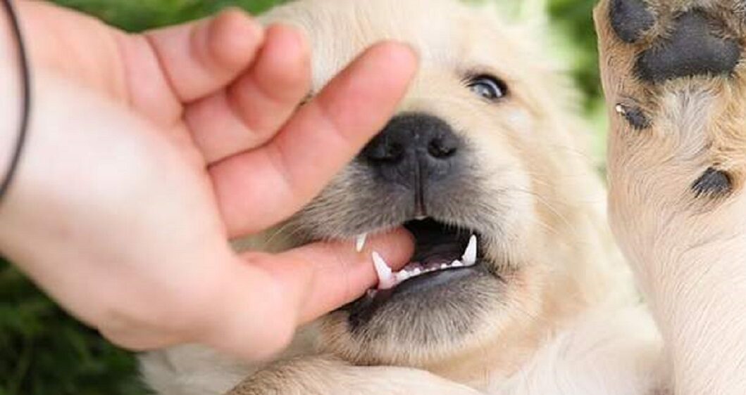 My Puppy Wont Stop Biting Me I’ve Tried Everything (Tips To Help You